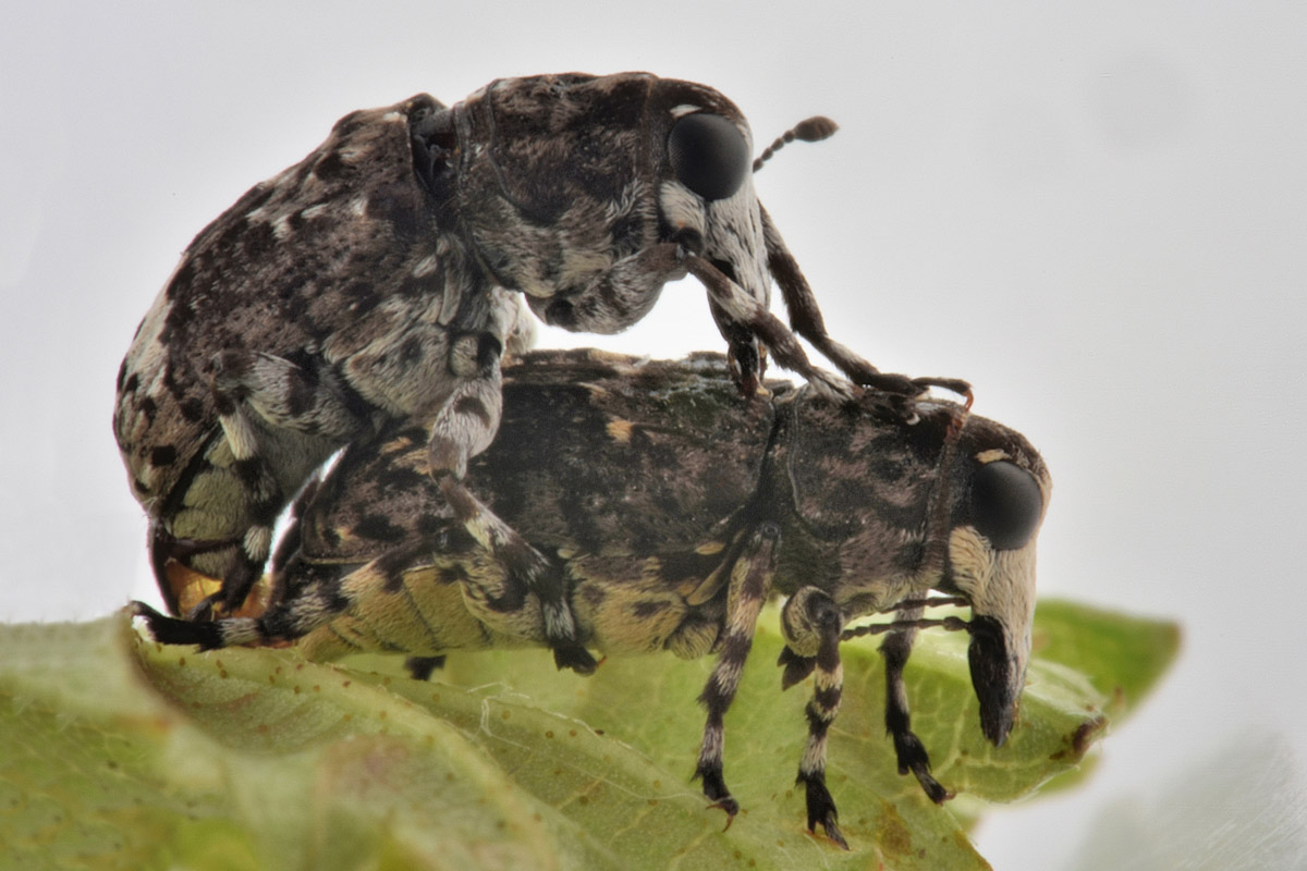 Anthribidae: Tropideres albirostris, coppia